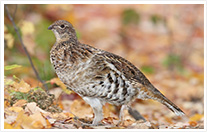 ruffed grouse