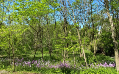 Sen. Fontana Announces Over $700,000 for Outdoor Spaces in Allegheny County